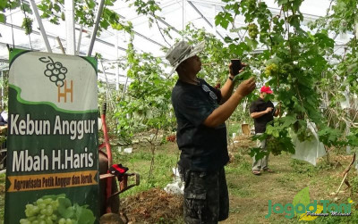 uploads/news/2023/09/budidaya-tanaman-anggur-dari-12793c0cf862dfe_400.jpg