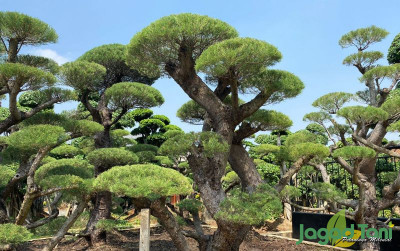 uploads/news/2023/09/demam-k-pop-beringin-korea-84599993e8efd85_400.jpg