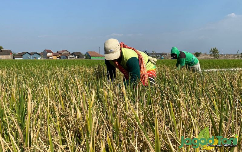 uploads/news/2023/09/ditegaskan-program-food-estate-30463a695ce90ce.jpg