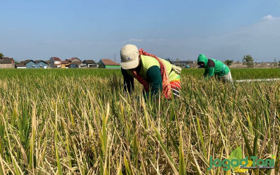 uploads/news/2023/09/ditegaskan-program-food-estate-30463a695ce90ce_400.jpg