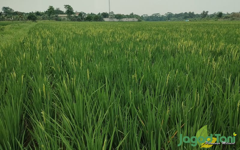 uploads/news/2023/09/hadapi-elnino-kementan-siapkan-934075fe8116c4c.jpg