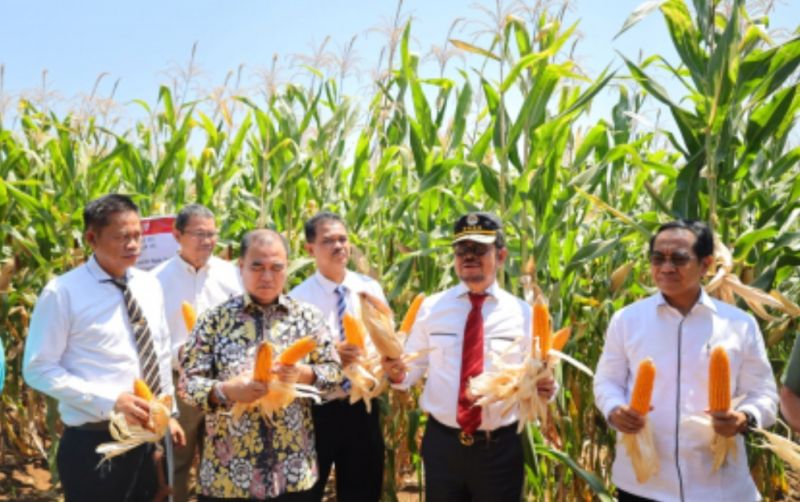 uploads/news/2023/09/jagung-jago-varietas-hasil-57900e4deeae8e4.jpg