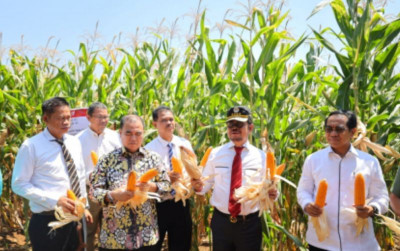 uploads/news/2023/09/jagung-jago-varietas-hasil-57900e4deeae8e4_400.jpg