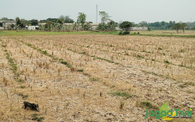 uploads/news/2023/09/kekeringan-bikin-petani-puasa--3532008b9dcbf55_400.jpg