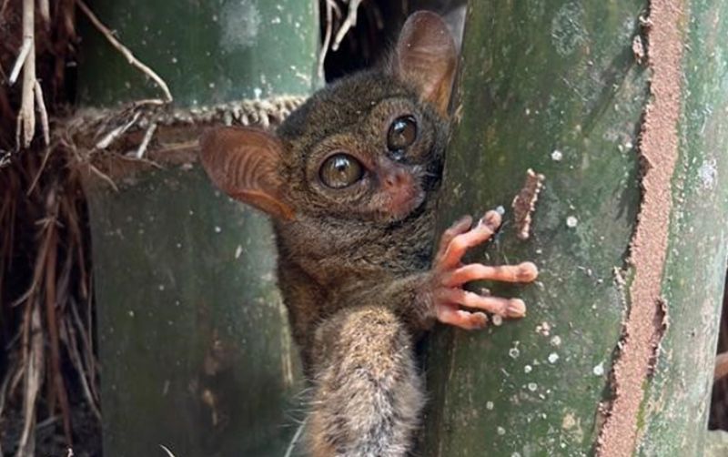uploads/news/2023/09/pelepasanliaran-tarsius-hantu-hutan--3165434c5d521e2.jpg