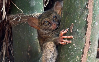 uploads/news/2023/09/pelepasanliaran-tarsius-hantu-hutan--3165434c5d521e2_400.jpg