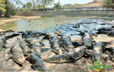 uploads/news/2023/09/taman-buaya-indonesia-yang-9197930aeb251aa_400.jpg