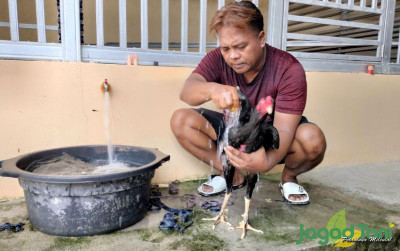 uploads/news/2023/10/5-langkah-merawat-ayam-973537953cbf7c0_400.jpg