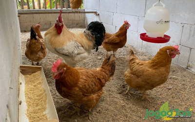 uploads/news/2023/10/ayam-hybrid-sasso-bernilai-67439b6c1963e69_400.jpg