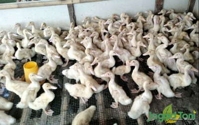uploads/news/2023/10/faktor-penyebab-bebek-lambat-78037ed5095dbed_400.jpg