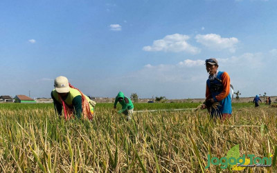 uploads/news/2023/10/gernas-el-nino-didampingi-287924d7df8c440_400.jpg
