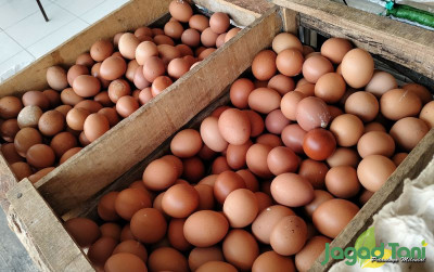 uploads/news/2023/10/harga-telur-anjlok-pakan-324509440d7957d_400.jpg