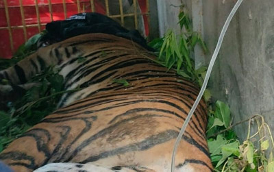 uploads/news/2023/10/harimau-sumatera-terjerat-akibat-23985b0f8bba05f_400.jpg
