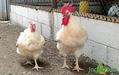 uploads/news/2023/10/memilih-indukan-ayam-sasso-28862c3b3e950f4_400.jpg