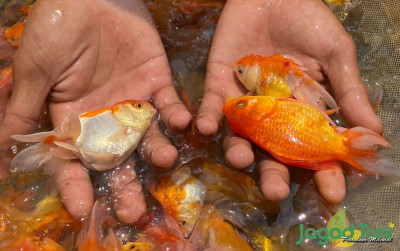 uploads/news/2023/10/memilih-indukan-ikan-mas-69161a4c00a55b4_400.jpg