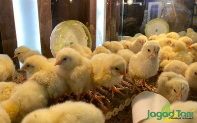uploads/news/2023/10/mengenal-doc-ayam-petelur-4598044aca8ff67_400.jpg