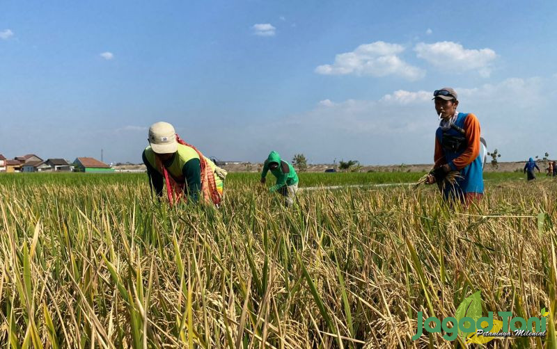 uploads/news/2023/10/nilai-tukar-petani-naik-710574d7df8c440.jpg