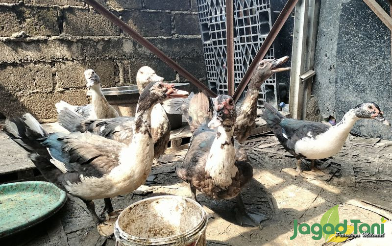 uploads/news/2023/10/pakan-entok-agar-lebih-860928793131bf0.jpg