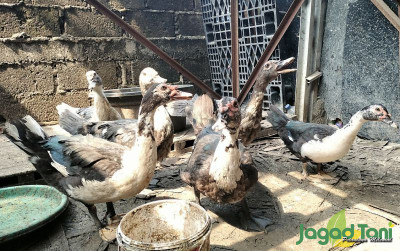 uploads/news/2023/10/pakan-entok-agar-lebih-860928793131bf0_400.jpg
