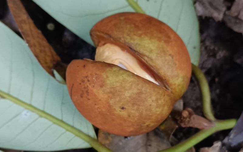 uploads/news/2023/10/pala-hutan-ditemukan-di-18363578da8d74d.jpg