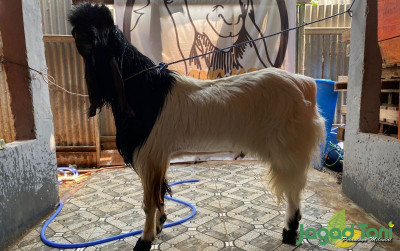 uploads/news/2023/10/ramuan-cegah-kematian-kambing-484885d6062e3e2_400.jpg