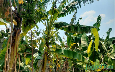 uploads/news/2023/10/segudang-manfaat-batang-pohon-85706abdf04ffe0_400.jpg