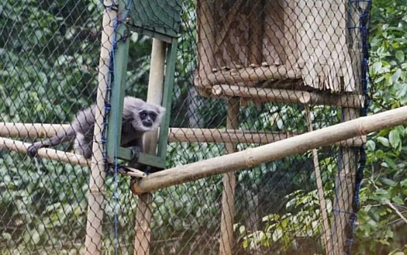 uploads/news/2023/10/sepasang-owa-jawa-dilepasliarkan-2777568678996a8.jpg