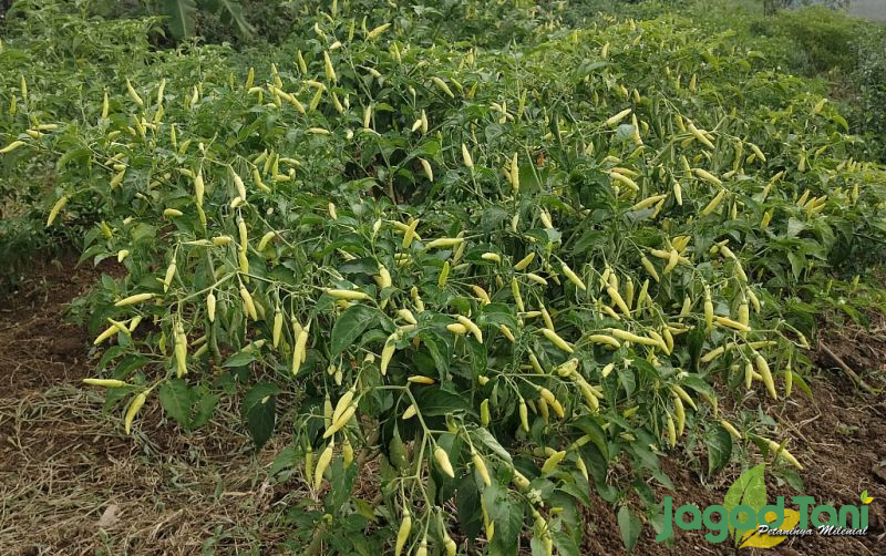 uploads/news/2023/10/tembus-rp100ribu-petani-cabai-36038b738ad169c.jpg