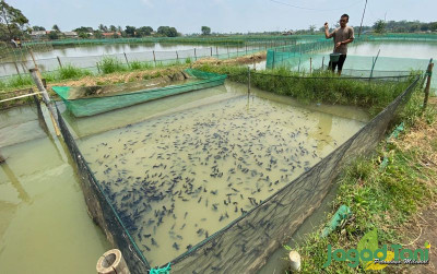 uploads/news/2023/10/ternak-ikan-di-musim-67137cfb99b6e49_400.jpg