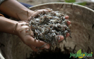 uploads/news/2023/11/-tradisi-menangkap-ikan-nike-6614542906d343a_400.jpg