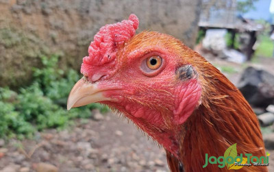uploads/news/2023/11/3-ciri-ayam-bangkok-29548e1ee57f463_400.jpg