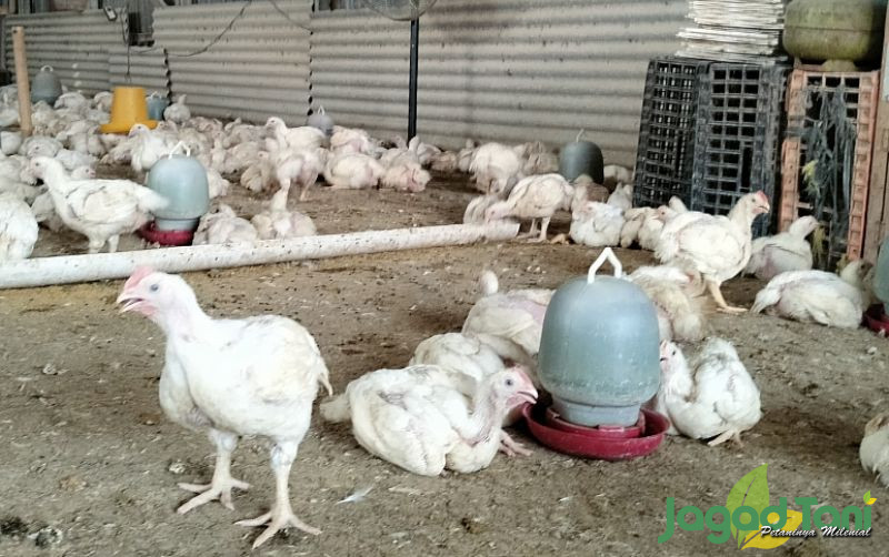 uploads/news/2023/11/alasan-distribusi-ayam-potong-82475f363e8faba.jpg