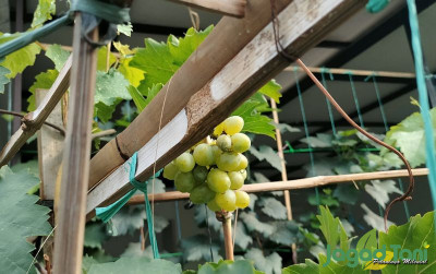 uploads/news/2023/11/berkat-urban-farming-makan-57879847ac623a8_400.jpg