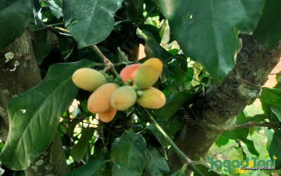 uploads/news/2023/11/bernillai-ekonomis-daun-melinjo-7390012aa4a5af4_400.jpg