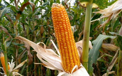 uploads/news/2023/11/distribusi-benih-jagung-kunci-1511888e0008ebb_400.jpeg