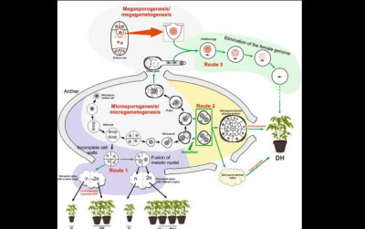 uploads/news/2023/11/double-haploid-teknologi-perakitan-44932403cde1a4e_400.jpg
