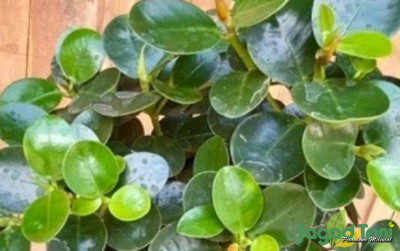 uploads/news/2023/11/fakta-jenis-pemeliharaan-dan-507167a7868c83c_400.jpg
