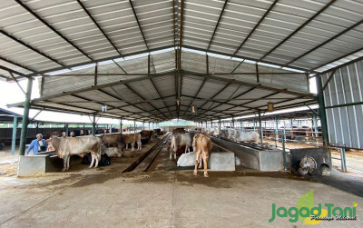 uploads/news/2023/11/fokus-sapi-kurban-bbs-farm-13875e51bc1db2c_400.jpg
