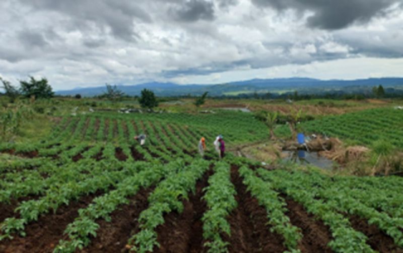 uploads/news/2023/11/food-estate-humbahas-jadi-30977eb84554b9e.jpg