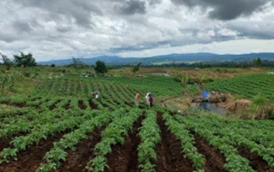 uploads/news/2023/11/food-estate-humbahas-jadi-30977eb84554b9e_400.jpg