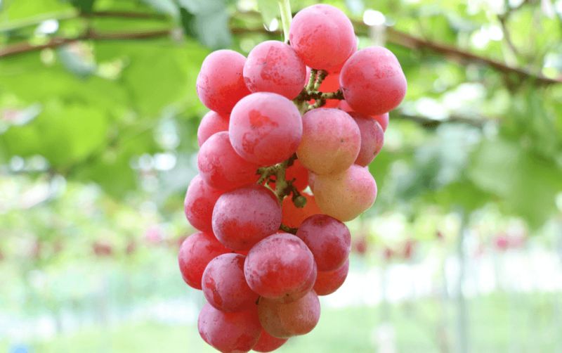 uploads/news/2023/11/harga-anggur-ruby-roman-38655f6da500304.png