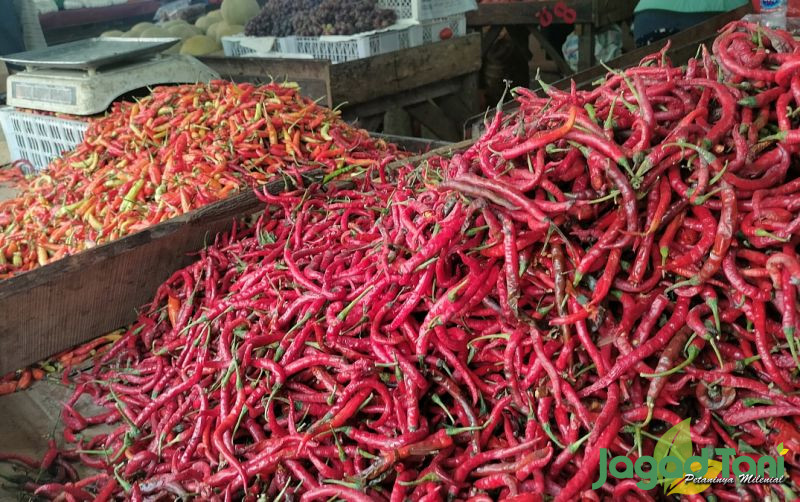 uploads/news/2023/11/harga-cabai-di-jakarta-6342177414b50ac.jpg