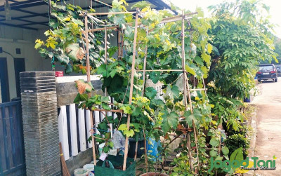uploads/news/2023/11/hujan-datang-petani-anggur-9148298af9de122_400.jpg