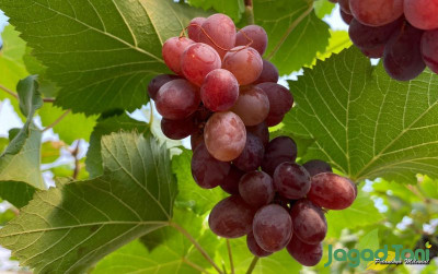 uploads/news/2023/11/lima-manfaat-buah-anggur-786626bfc7254fc_400.jpg
