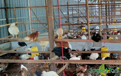 uploads/news/2023/11/manfaat-tangkringan-bagi-ayam-8712617a53a3605_400.jpg