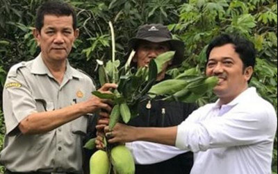 uploads/news/2023/11/mengenal-buah-mangga-andalan-795826611b350be_400.jpeg