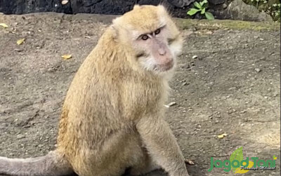 uploads/news/2023/11/mengenal-primata-kera-rhesus--97242df79c3531c_400.jpg
