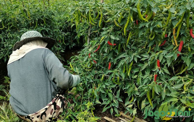 uploads/news/2023/11/panen-cabai-petani-kota-73499469ef2f511_400.jpg