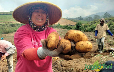 uploads/news/2023/11/panen-kentang-87961f9206c323f_400.jpg