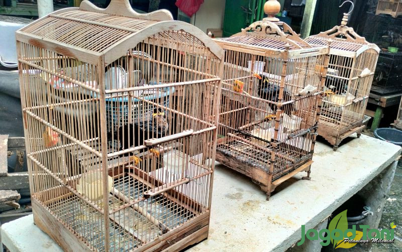 uploads/news/2023/11/pentingnya-menjemur-burung-kicauan-54867d14f793e0d.jpg